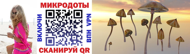 купить   Новомосковск  Псилоцибиновые грибы мицелий 